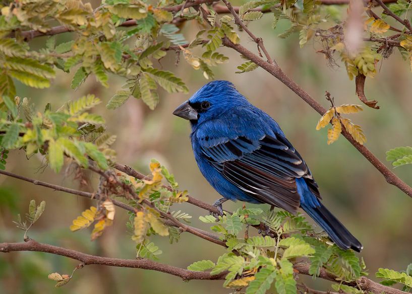 Blauwe Bisschop par Peter R