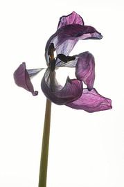 Gedroogde tulp met tegenlicht van Hanny Andela - Andelafotografie