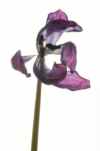 Gedroogde tulp met tegenlicht