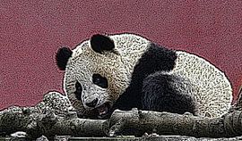 Großer Panda von Jose Lok