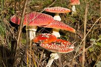 The fly agaric family