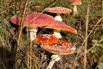 Die Familie der Fliegenpilze