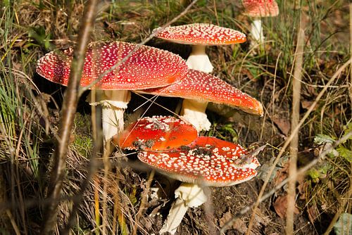 Die Familie der Fliegenpilze von Harmjan de Vries