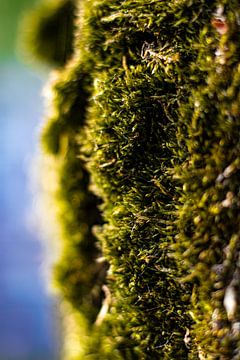 Moss against a tree by Nynke Altenburg