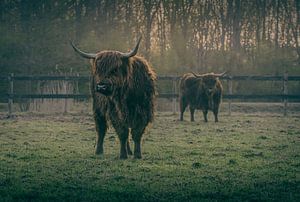 Stier,Stier von Piotr Aleksander Nowak