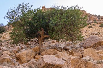 La nature trouve toujours un moyen sur Bernardine de Laat