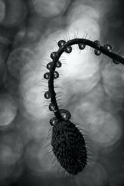 drops in shadow van Inge Groters