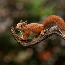 Baby Squirrel on branch by Amanda Blom