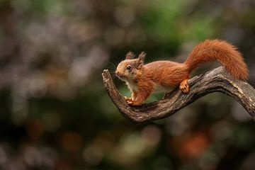Baby Squirrel on branch by Amanda Blom