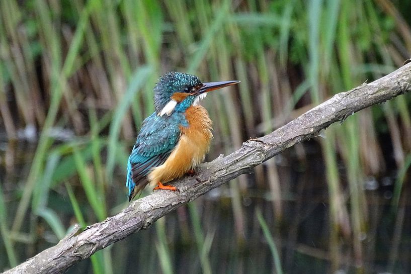 Eisvogel. von Robert Moeliker