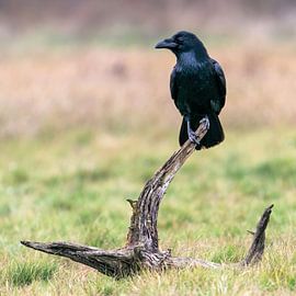 Raven on the lookout
