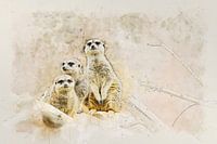 Erdmännchen