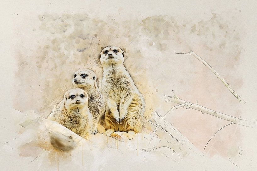 Erdmännchen von Bert Quaedvlieg