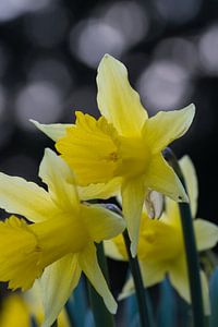 Wilde Narcissen van de Holzwarche von Francois Debets