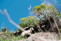Sheep in Sardinia