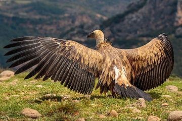 Vautour fauve aux ailes déployées, très impressionnant