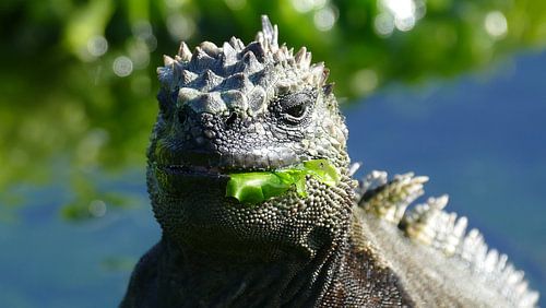 Marine iguana chewing a seaplant
