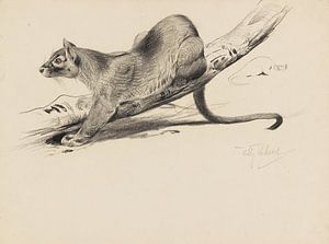 Fossa (Schleichkatze), WILHELM KUHNERT, 1910