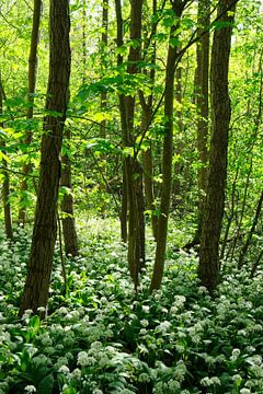 forêt de mai sur Ostsee Bilder
