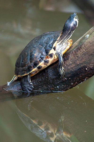 turtle with reflection. by Anjo ten Kate