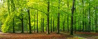 Betoverend Veluwe bos