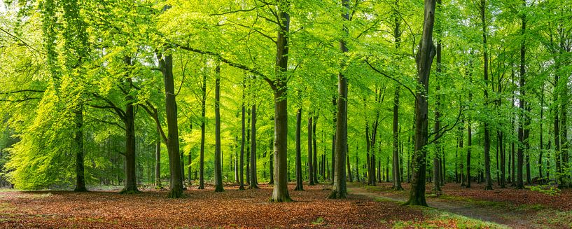 Forêt enchanteresse de Veluwe par Henno Drop