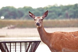 Grote Ree van Thamara Janssen