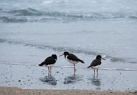 Oystercatcher by Bo Valentino