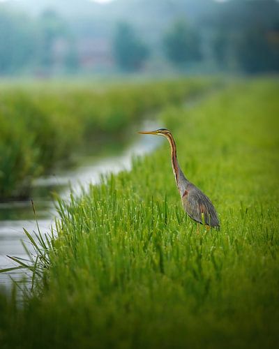 Purple Heron by Tom Zwerver