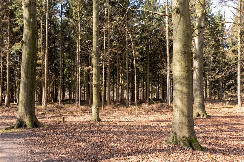 Bomen in de zon in Lage Vuursche van Jaap Mulder