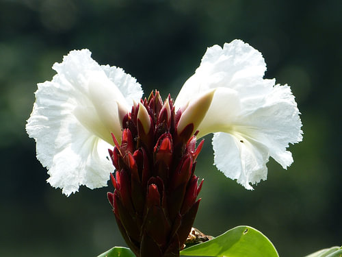 Witte Bloem