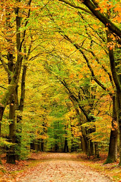 Pad door een beukenbos met gouden en gele bladeren tijdens de herfst van Sjoerd van der Wal Fotografie