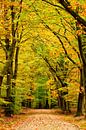 Pad door een beukenbos met gouden en gele bladeren tijdens de herfst van Sjoerd van der Wal Fotografie thumbnail