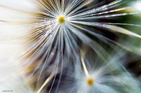 Fireflower 6