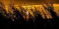Riet 2,5 van Johan Vet thumbnail