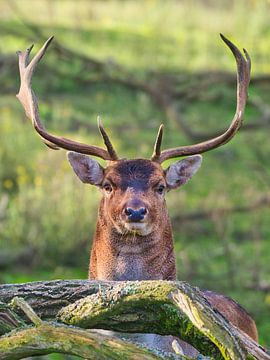 Portrait of a fallow deer by WeVaFotografie