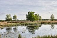 Réserve naturelle de Bargerveen à Drenthe par Annie Postma Aperçu