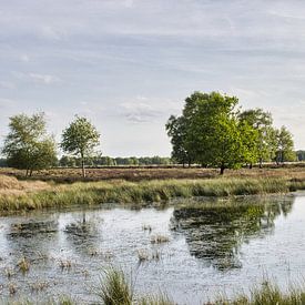 Natuurgebied Bargerveen in Drenthe van Annie Postma