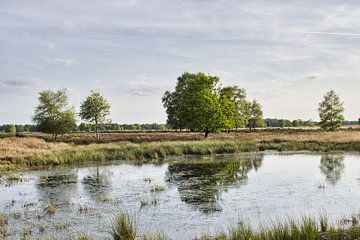 Natuurgebied Bargerveen in Drenthe