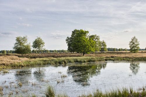Réserve naturelle de Bargerveen à Drenthe