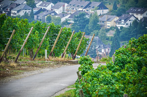 Romantischer Blick über die Weinberge an der Mosel in Deutschland, Bernkastel
