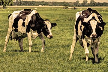 Vaches noires et blanches dans le pâturage Vieux