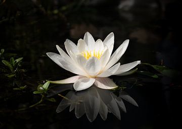 Water lily in pond by Marleen Junte