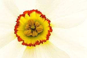 Détail du Narcissus Recurvus