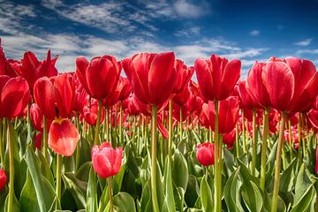 Tulpenfeld von Lia van Beest