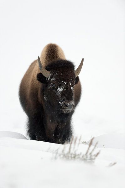 Bison ( Bison bizon ), stier, komt in diepe sneeuw over een heuvel, frontale schot, wilde dieren, Ye van wunderbare Erde