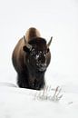 Bison ( Bison bizon ), stier, komt in diepe sneeuw over een heuvel, frontale schot, wilde dieren, Ye van wunderbare Erde thumbnail