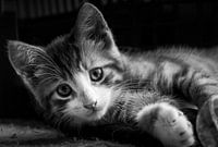 Kitty