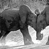Spelende olifantjes. van Marjo Snellenburg
