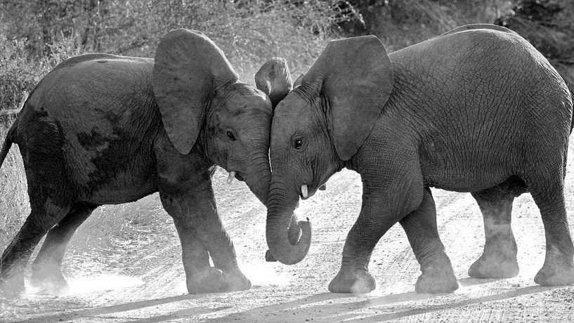 Playing elephants. by Marjo Snellenburg